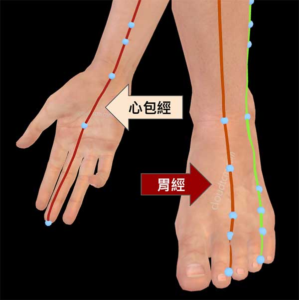 足陽明胃經