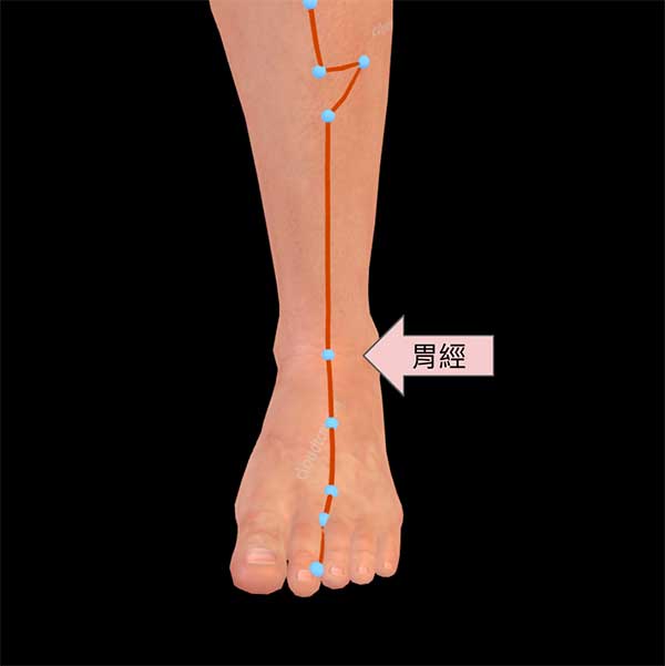 足陽明胃經