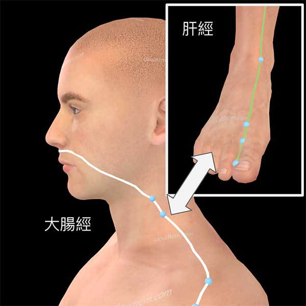 足厥陰肝經