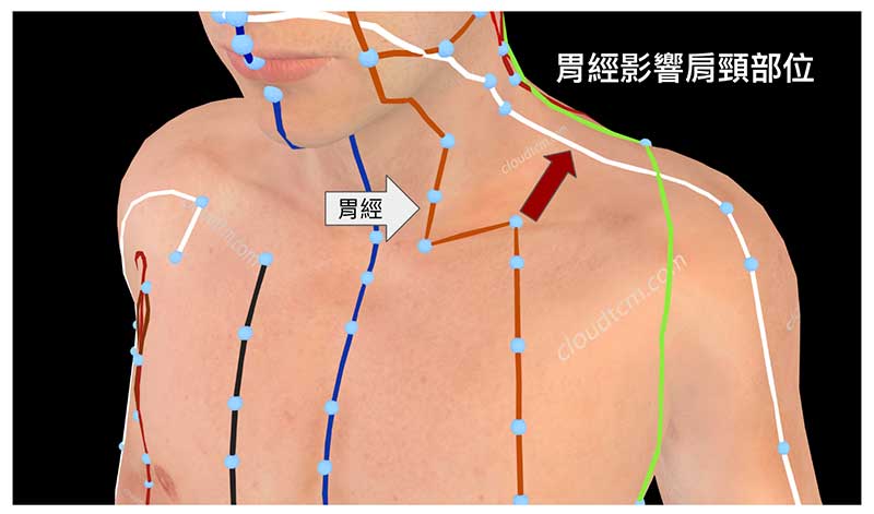 胃經異常時，也會影響到肩頸部位