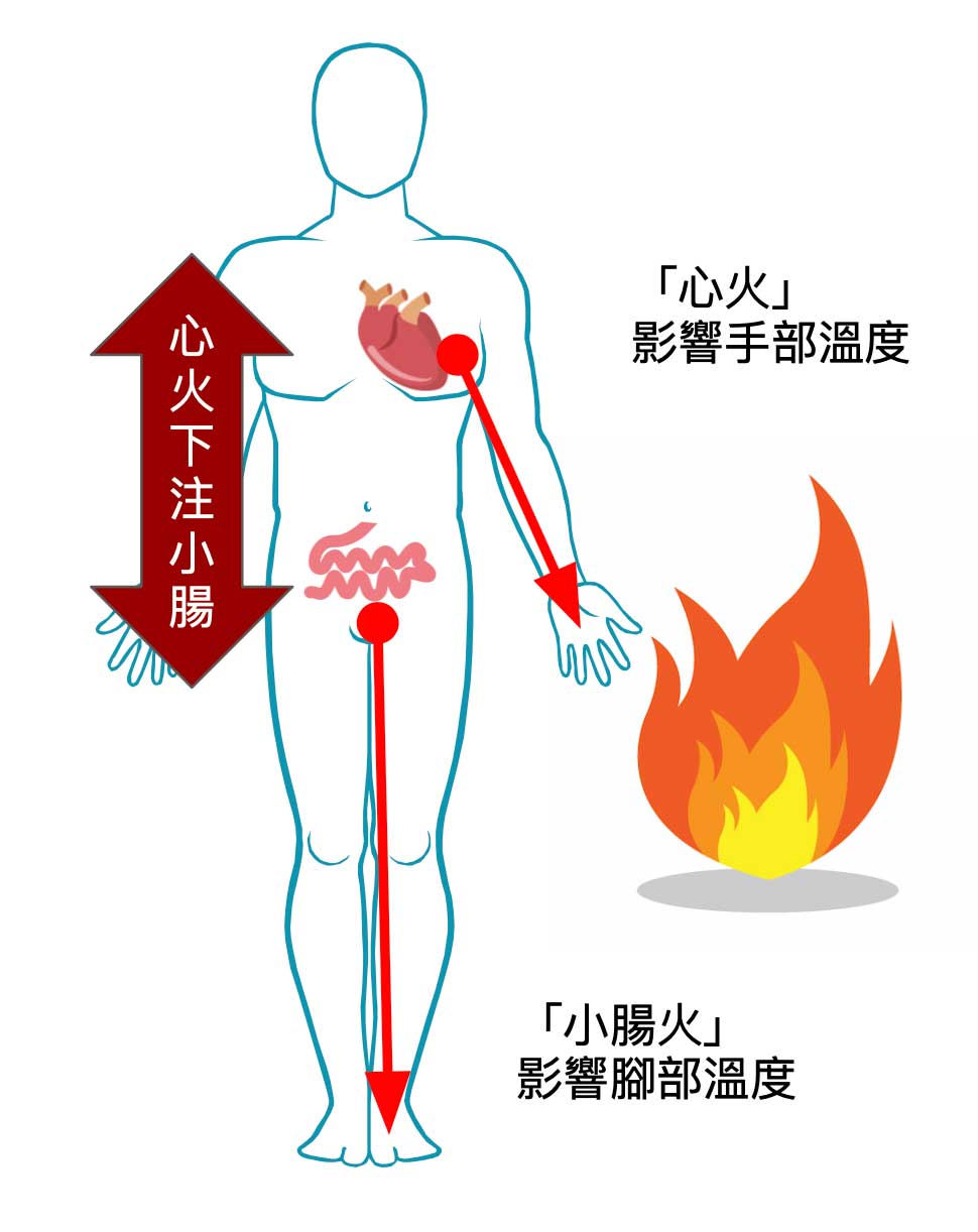 心、小腸控制手腳的溫度
