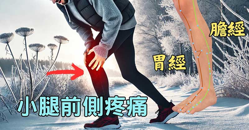 小腿前側疼痛主要是受到胃經與膽經影響