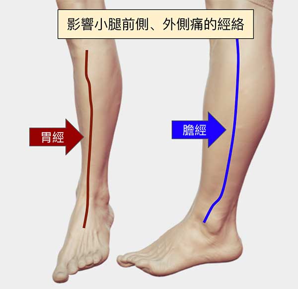 影響小腿前側、外側主要是膽經胃經