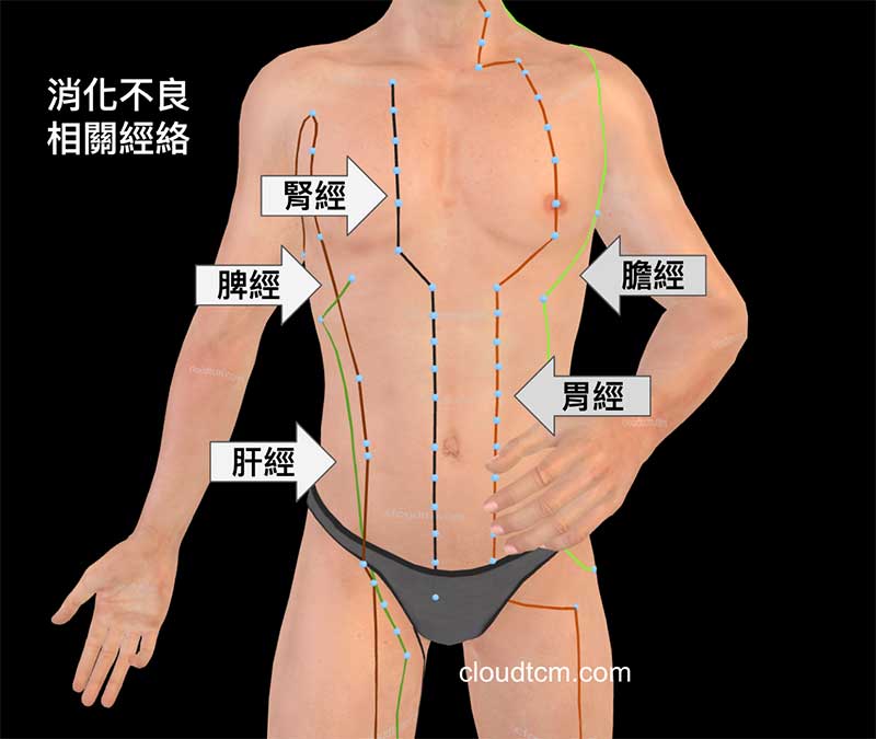 通往腹部的五條經絡，異常時容易造成消化不良