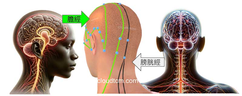 腦中風與膽經膀胱經密切相關