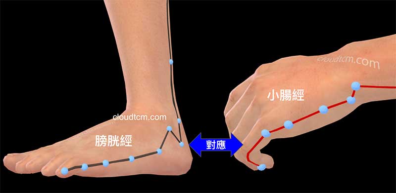 膀胱經腳部，與小指小腸經之間具備對應關係