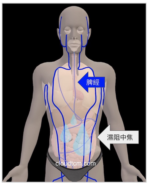 脾經虛證時，最容易出現口淡無味的現象