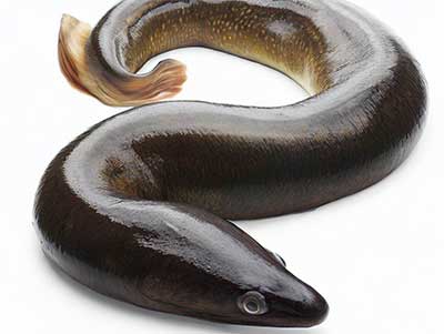 鱔魚