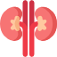 足少陰腎經