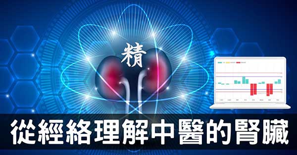 從腎經組成的經絡型態,理解中醫的「腎臟」究竟是什麼?