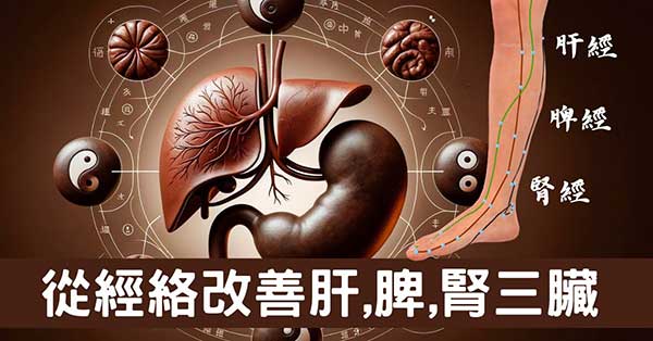 小腿改善健康的秘密穴道,調養肝臟、脾臟、腎臟!