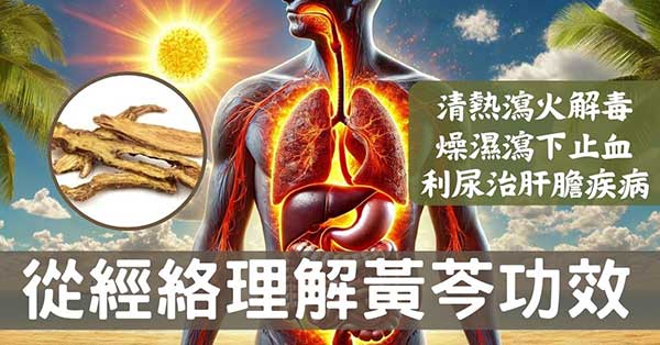 從經絡數據角度，探討「黃芩」的5種強大應用！