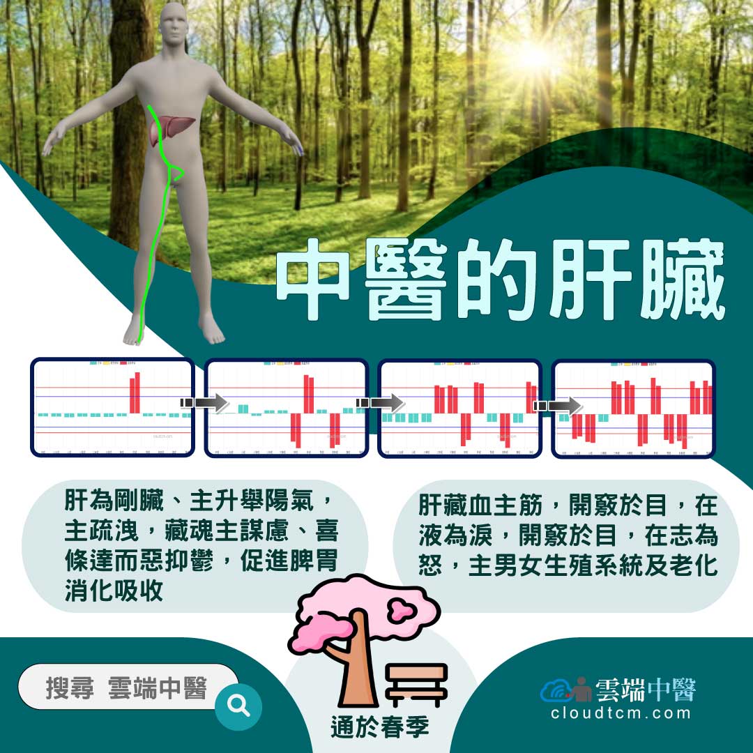 從肝經組成的經絡型態,理解中醫的「肝臟」究竟是什麼?