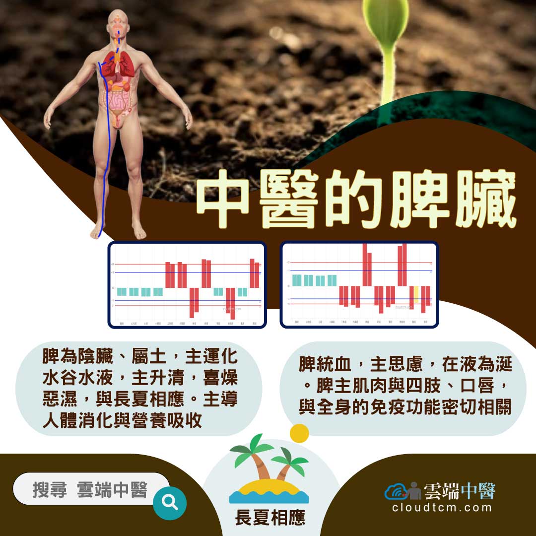 從脾經組成的經絡型態,理解中醫的「脾臟」究竟是什麼?