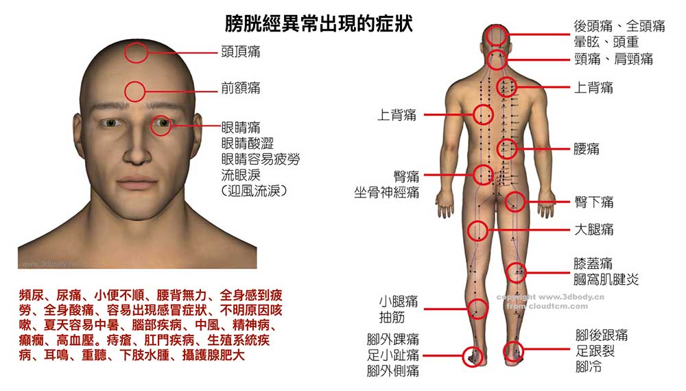 膀胱經異常時經常出現的症狀與疾病
