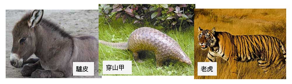 不少中藥必須大量殺害動物,不應該推廣