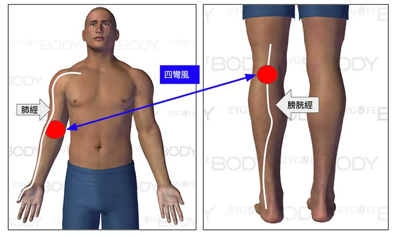 四彎風與肺經、膀胱息息相關