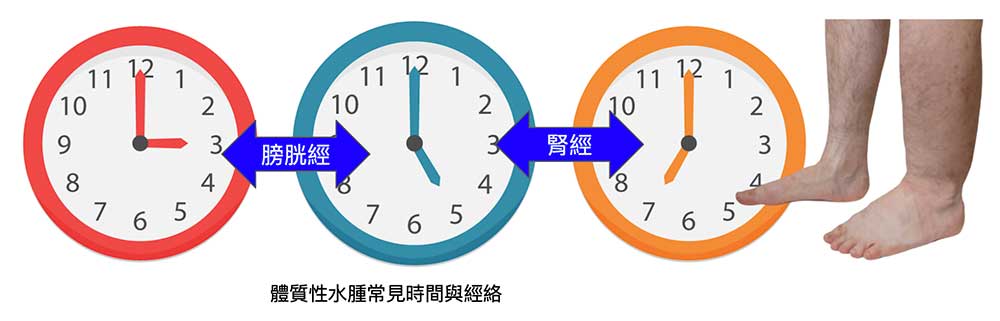 從水腫發作的時間,就可以推測出與經絡之關聯