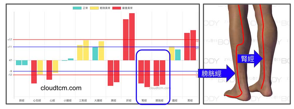 腎經與膀胱經時常同時虛證,造成小腿容易抽筋