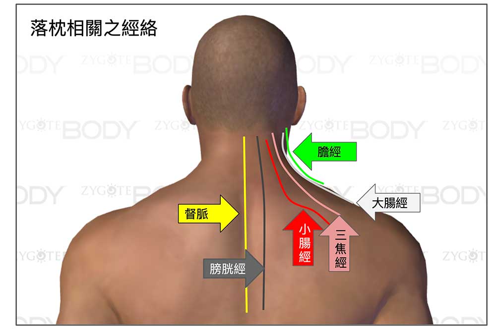 通往脖子的經絡,全部都是陽經