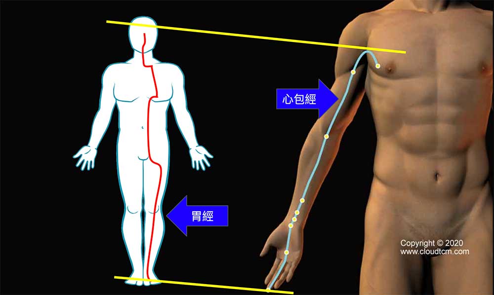心包經與胃經具有「臟腑別通」對應關係