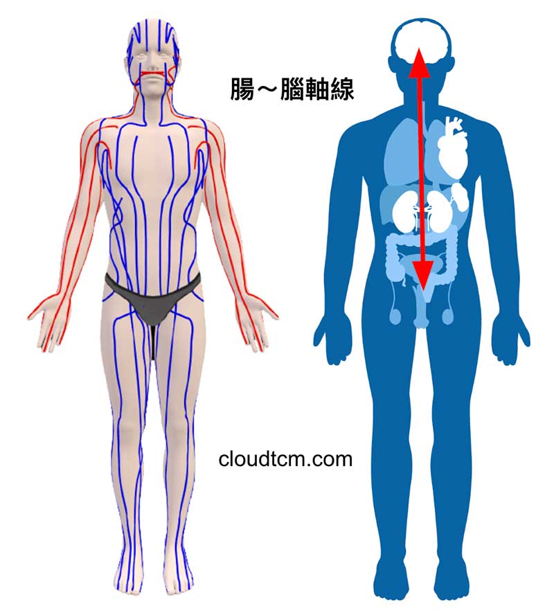 經絡上實下虛的人，體內腸腦軸線運行障礙