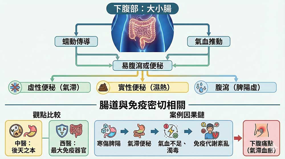 下腹部瘀阻容易引發腸道及免疫系統相關疾病