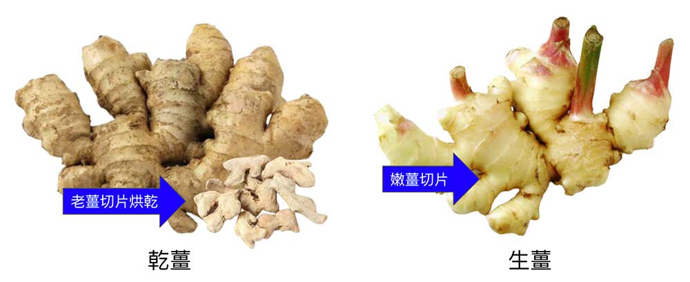 乾薑是老薑切片烘乾製成