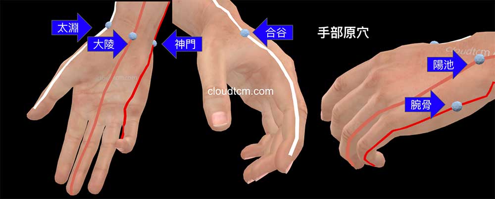 人體位於手部的原穴