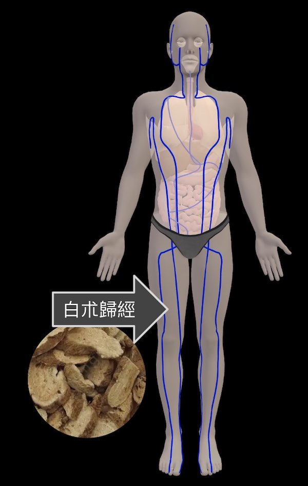 白朮的歸經是脾經與胃經