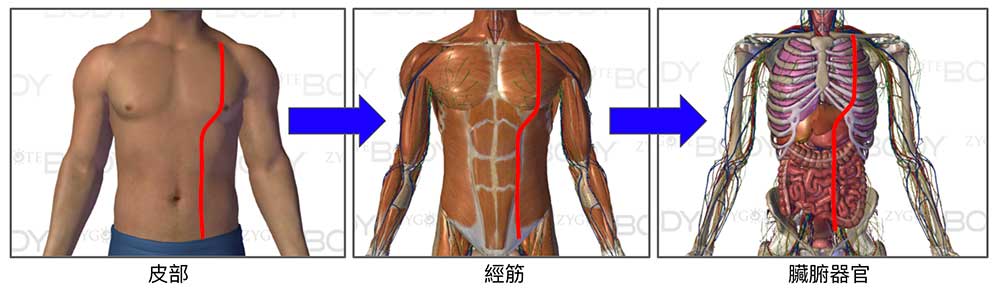 經絡影響經筋與器官