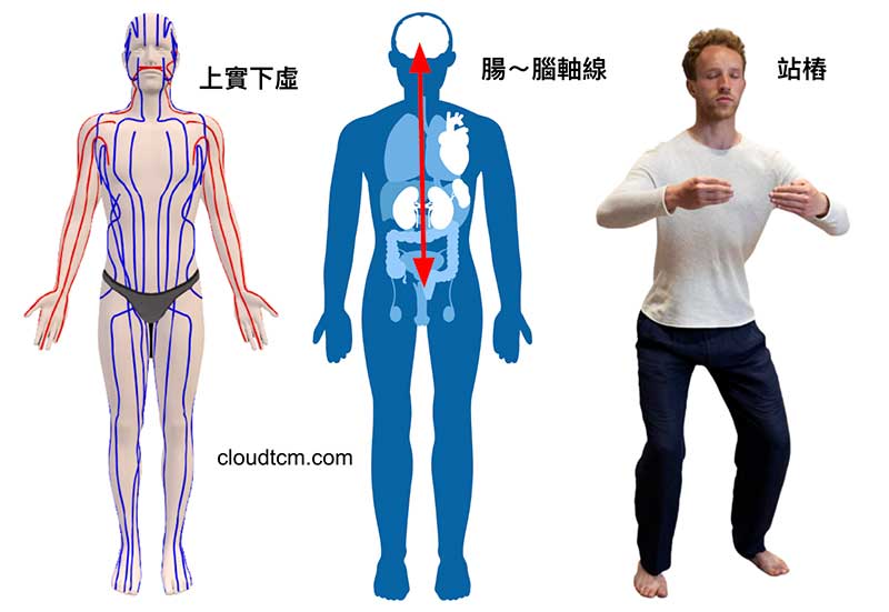站樁可以改善上實下虛，腸腦軸線氣血阻塞
