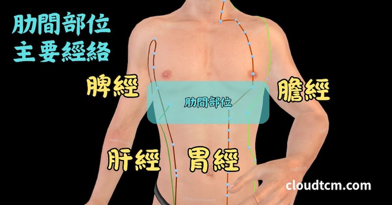 通過肋間的主要經絡是肝經、膽經、脾經、胃經