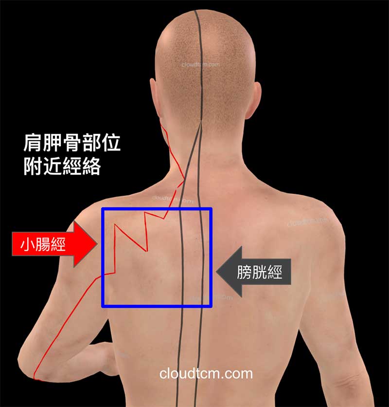 肩胛骨附近的經絡主要是小腸經與膀胱經