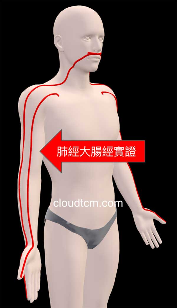 肺經與大腸經實證3D模式呈現