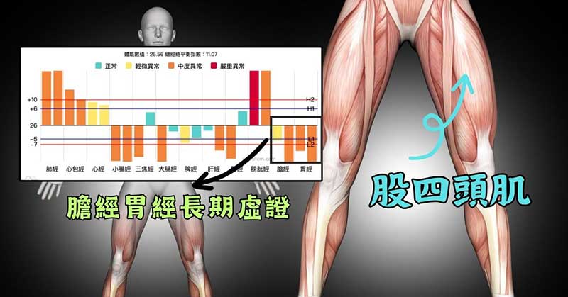 現代人的胃經膽經長年阻塞，造成股四頭肌沾粘