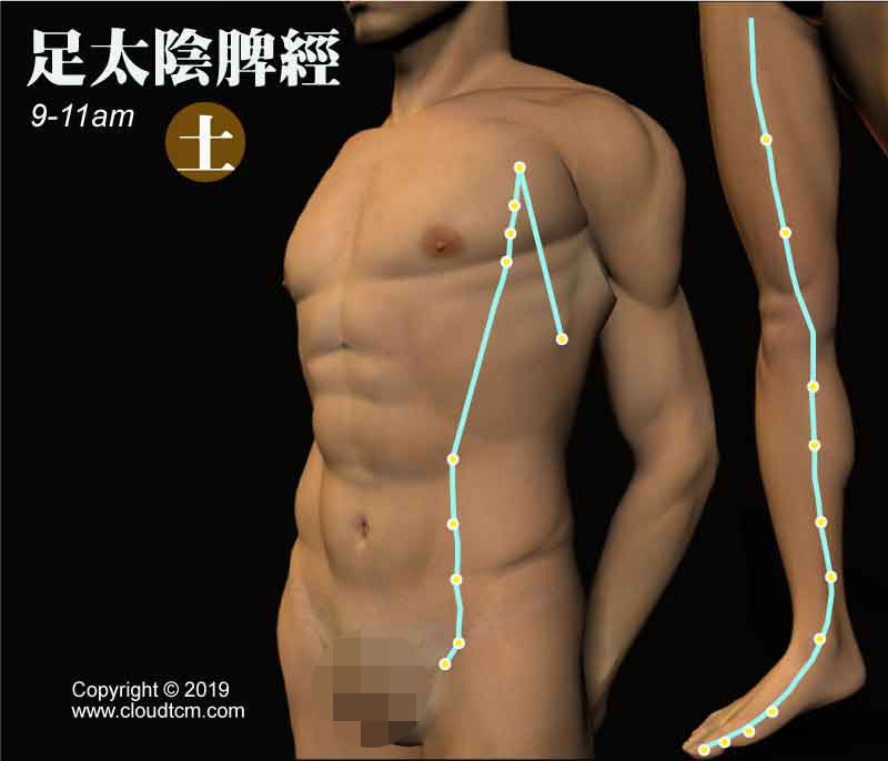 脾經的運行時間是早上9-11點