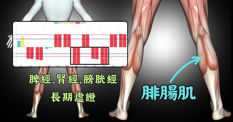 現代人脾經、腎經與膀胱經阻塞嚴重，需要放鬆小腿肌肉