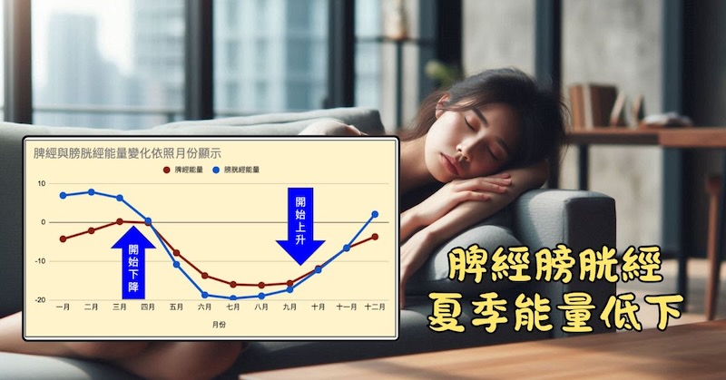 整個夏季期間，脾經與膀胱經能量低下
