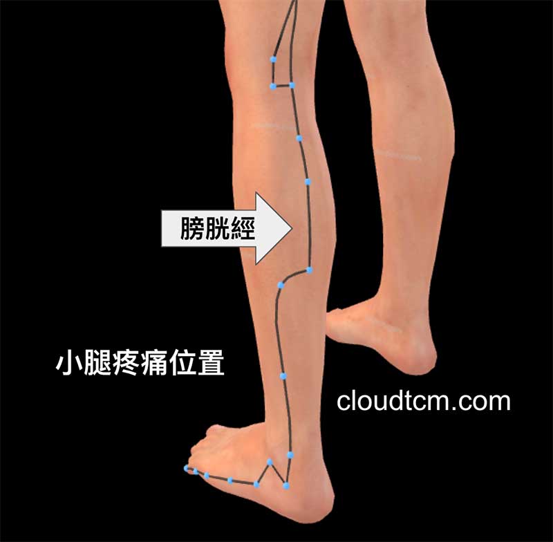 小腿痛位於膀胱經路線上