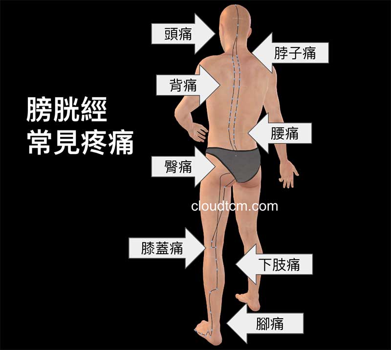 膀胱經氣血不足，經常出現的疼痛部位