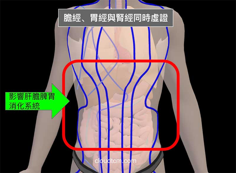 膽經、胃經與腎經虛證影響肝膽脾胃消化系統
