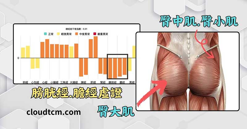 現代人長期臀部經絡阻塞，必須疏通臀部肌肉