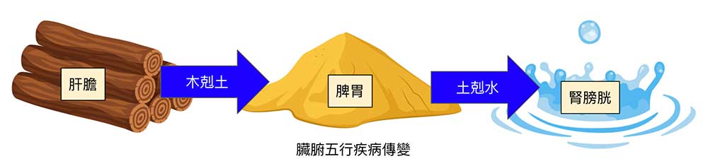 從五行的角度來看，木土水幾乎涵蓋多數的臟腑疾病