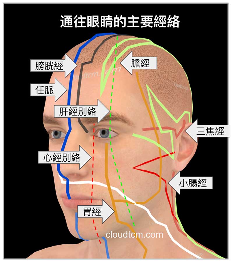 從3D理解通往眼睛的經絡