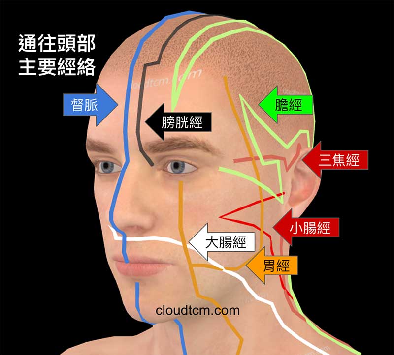通往頭部的主要經絡都是陽經