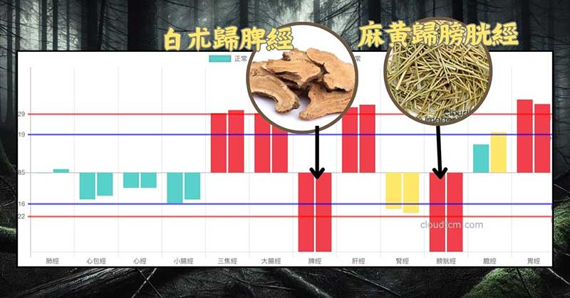 鐵三角經絡體質的麻黃＋白朮藥對