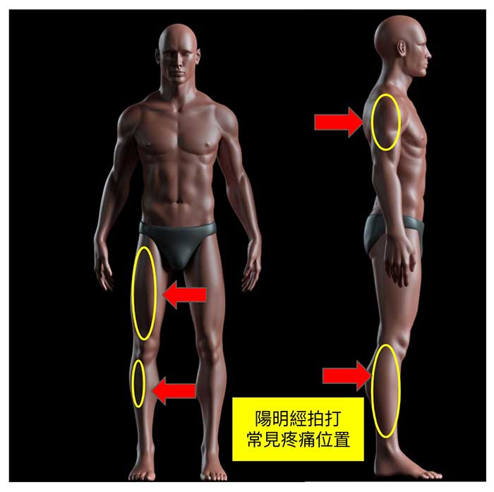拍打陽明經常常出現的疼痛位置