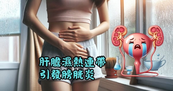 肝膽濕熱時，容易引發膀胱炎